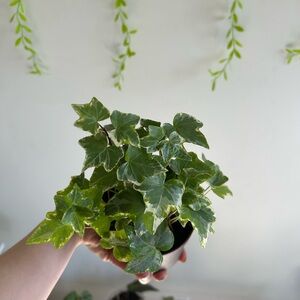 Variegated Ivy